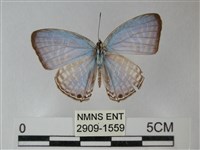 藏品(淡青雅波灰蝶)的圖片