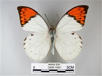 藏品(橙端粉蝶、端紅蝶)的圖片