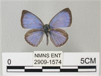 藏品(靛色琉灰蝶)的圖片