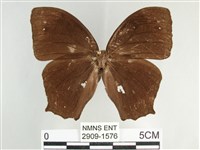藏品(森林暮眼蝶、黑樹蔭蝶)的圖片