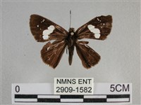 藏品(曲紋袖弄蝶)的圖片