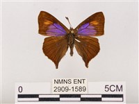 藏品(尖灰蝶、叉紋小灰蝶)的圖片