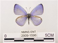 藏品(嫵琉灰蝶)的圖片