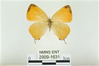 藏品(臺灣焰灰蝶)的圖片