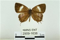 藏品(拉拉山鑽灰蝶)的圖片