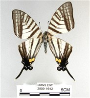 藏品(劍鳳蝶)的圖片