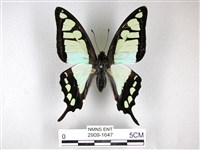 藏品(寬帶青鳳蝶)的圖片