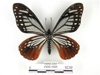 藏品(斑鳳蝶)的圖片