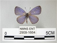 藏品(細邊琉灰蝶)的圖片