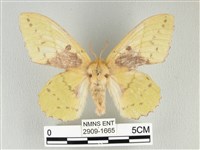 藏品(青枯葉蛾)的圖片