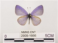 藏品(嫵琉灰蝶)的圖片