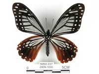 藏品(斑鳳蝶)的圖片