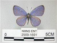 藏品(細邊琉灰蝶)的圖片