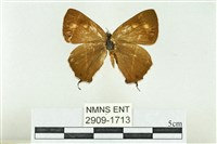 藏品(高山鐵灰蝶)的圖片