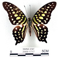 藏品(翠斑青鳳蝶)的圖片