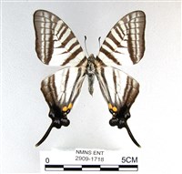 藏品(劍鳳蝶)的圖片