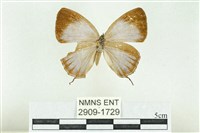 藏品(珠灰蝶)的圖片