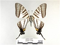 藏品(劍鳳蝶)的圖片