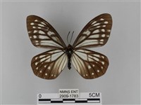 藏品(臺灣絹蛺蝶)的圖片