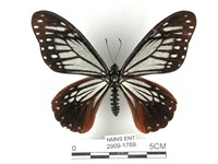 藏品(斑鳳蝶)的圖片