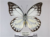 藏品(鋸粉蝶)的圖片