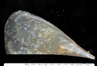 藏品(牛角江珧蛤)的圖片