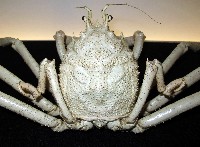 藏品(巨螯擬人面蟹)的圖片