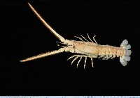 藏品(三角脊龍蝦)的圖片