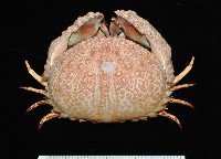 藏品(日本饅頭蟹)的圖片