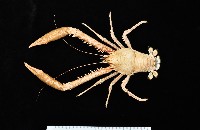 藏品(繩舞真刺蝦)的圖片