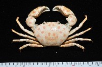 藏品(紅斑斗蟹)的圖片