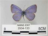 藏品(細邊琉灰蝶)的圖片