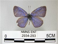 藏品(細邊琉灰蝶)的圖片