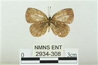 藏品(黑點灰蝶)的圖片