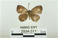 藏品(黑點灰蝶)的圖片