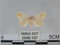 藏品(褐點仿眉刺蛾)的圖片