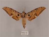 藏品(裂斑鷹翅天蛾)的圖片