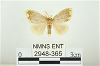 藏品(黑翅黃毒蛾)的圖片