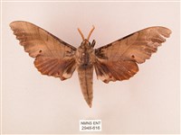 藏品(栗六點天蛾)的圖片