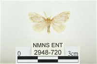 藏品(黑翅黃毒蛾)的圖片