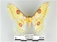 藏品(黃豹天蠶蛾)的圖片