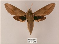 藏品(藏斜紋天蛾)的圖片