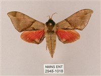 藏品(榆綠天蛾)的圖片