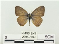 藏品(大娜波灰蝶)的圖片