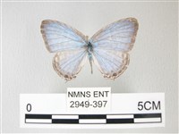 藏品(淡青雅波灰蝶)的圖片