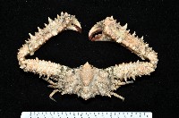 藏品(強壯菱蟹)的圖片