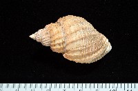 藏品(粗布核螺)的圖片