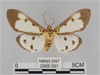 藏品(長斑擬燈蛾)的圖片