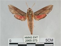 藏品(後紅斜線天蛾)的圖片