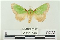 藏品(素木綠刺蛾)的圖片